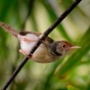 Krejcirik obecny - Orthotomus sutorius - Common Tailorbird o7994